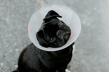 Dog wearing cone after veterinary surgery