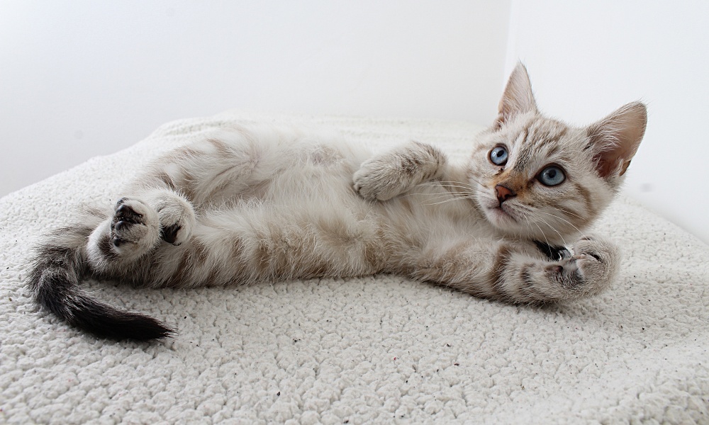Kitten lying on its back